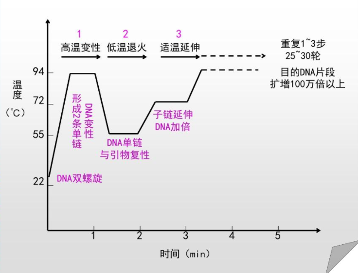 PCR图片.png